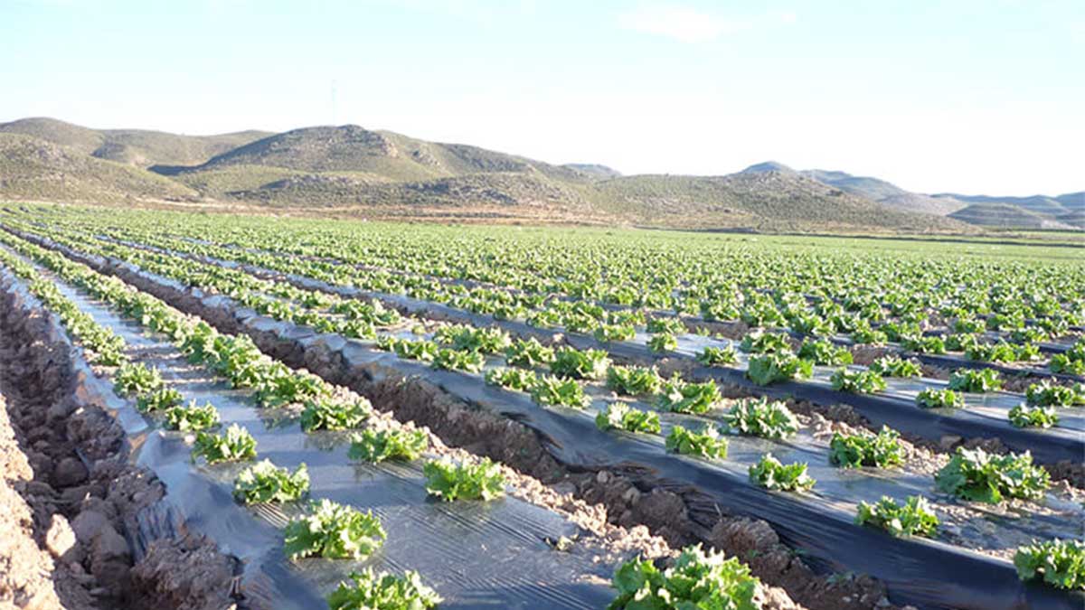 Black Mulch Film for Lettuce