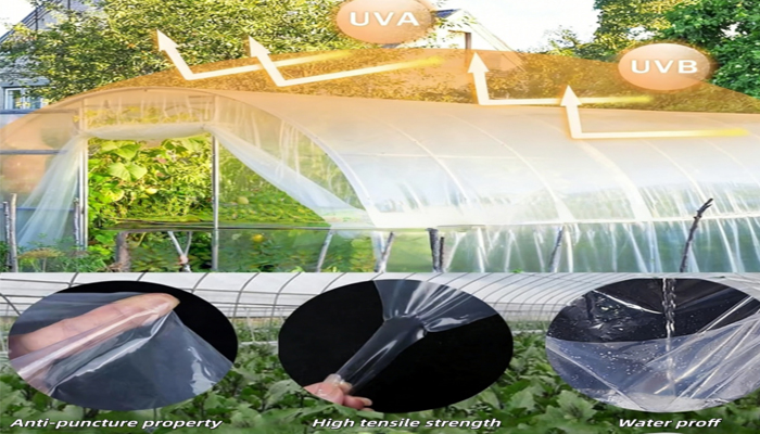 Greenhouse-Film