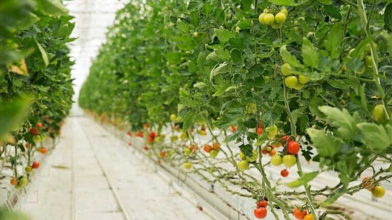PE Film for Vegetable Fields