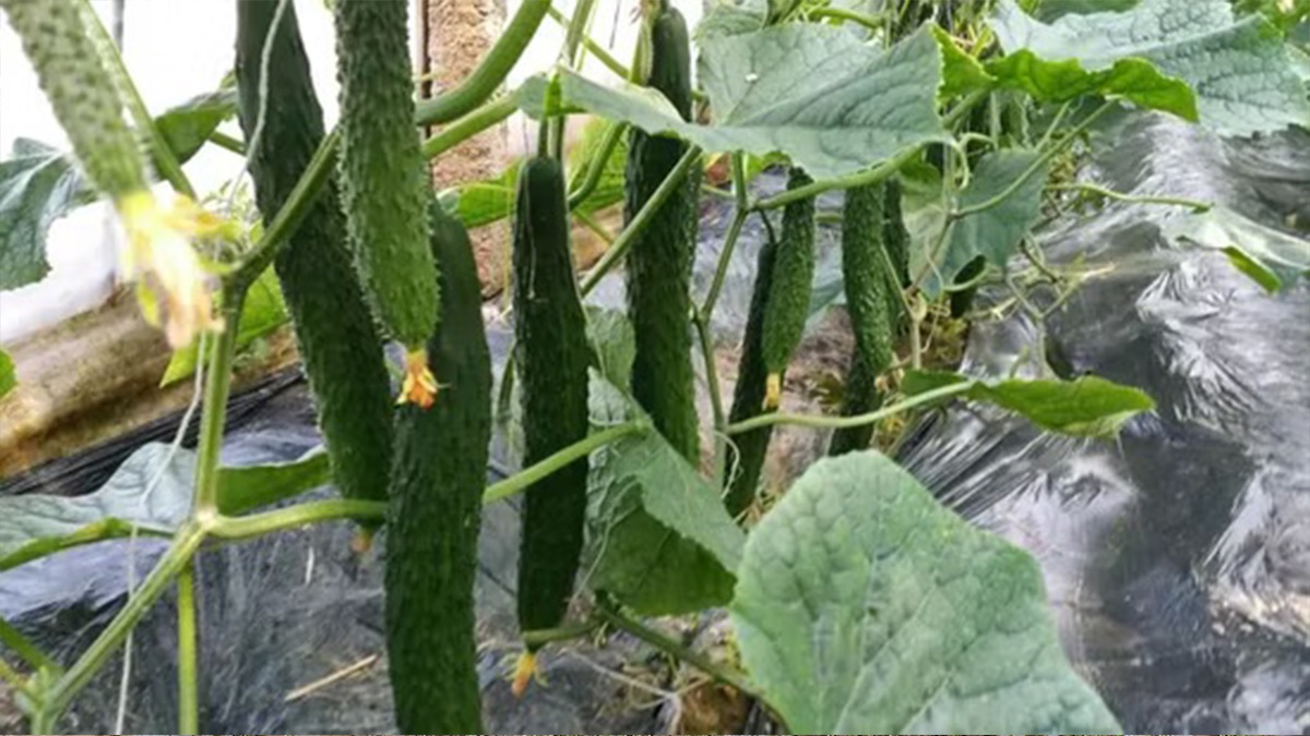 PO Film for Cucumber