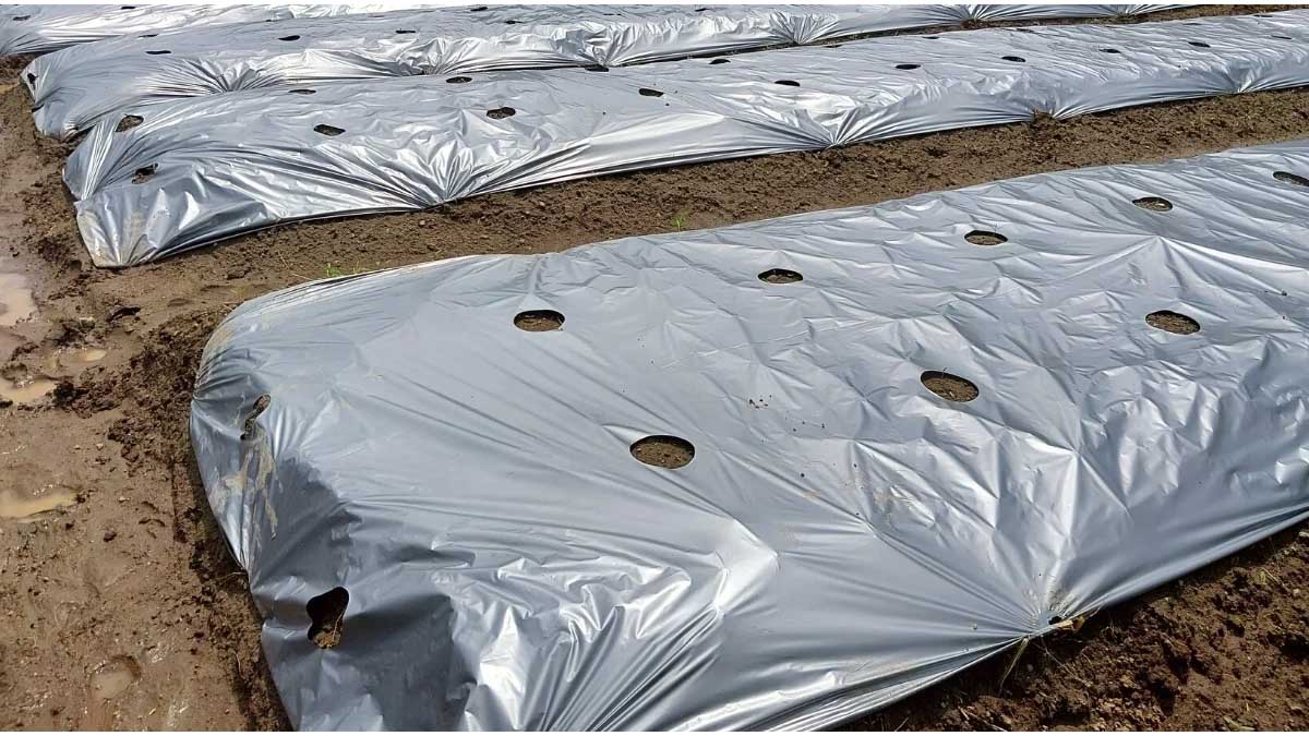 Silver Black Mulch Film
