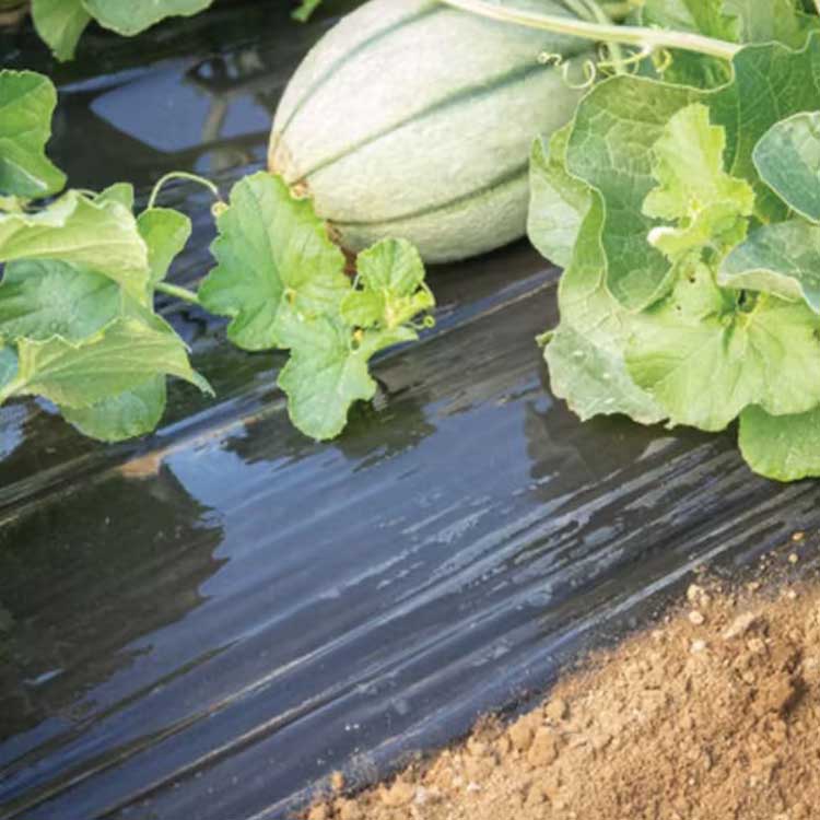 Silver Black Mulch Film