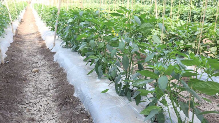 Silver Black Mulch Film for Pepper