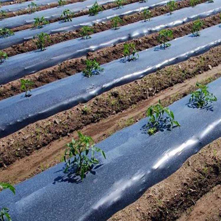 Silver Black Mulch Film for Pepper