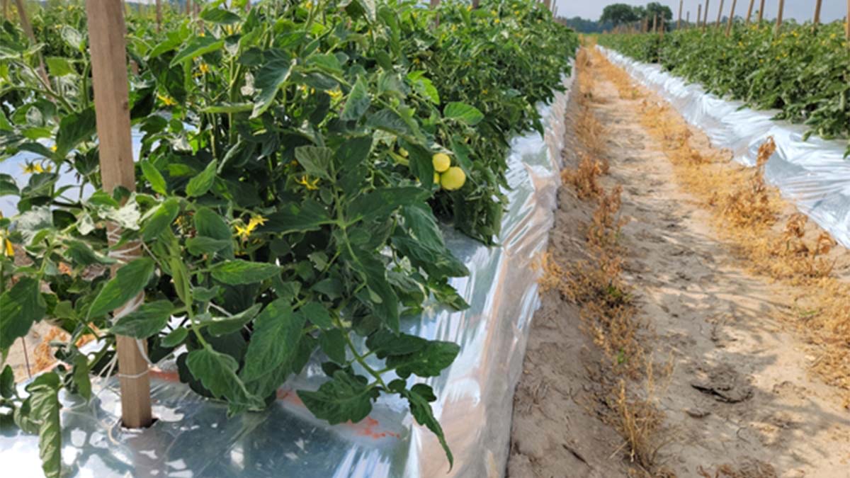 Bell Pepper Mulch Film Supplier | Silver-Black Reflective Film