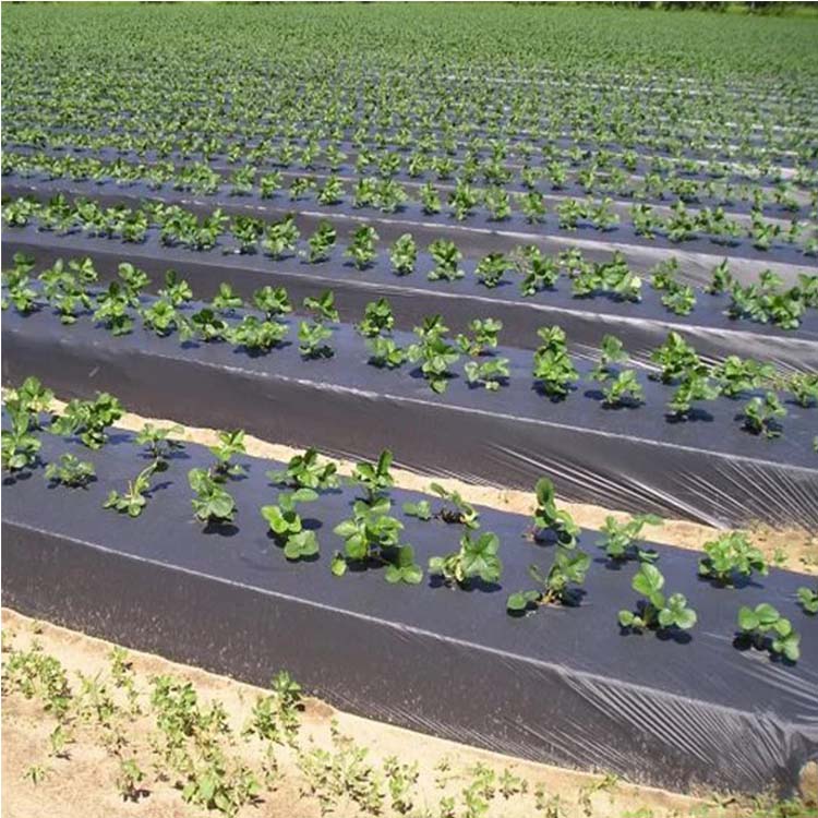 Black Plastic Mulch