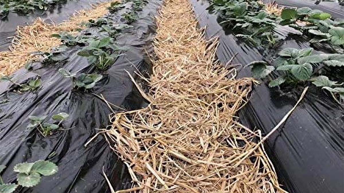 Potato Black Mulch Film Wholesale | High-Strength Weed Control 1 Potato Black Mulch Film