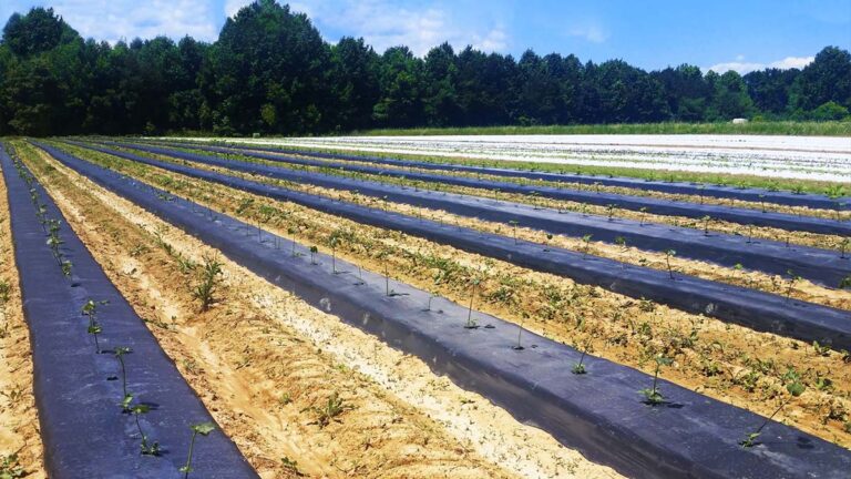 Potato Black Mulch Film
