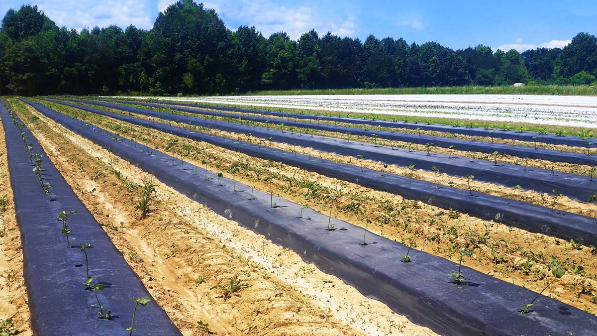 Potato Black Mulch Film