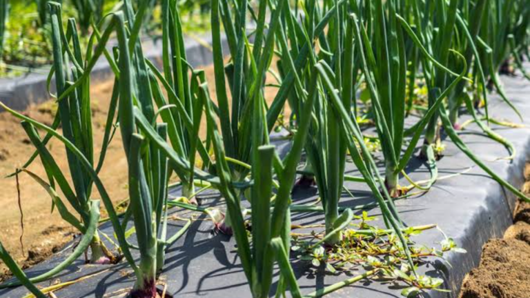 Black Mulch Film for Onion