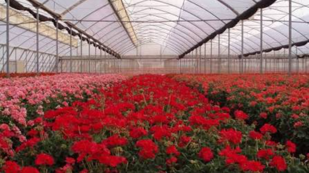O Greenhouse Film for Cut Flower