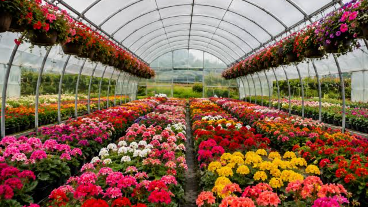 PO Greenhouse Film for Cut Flower Production: Stable Light Conditions for Roses and Carnations 2 O Greenhouse Film for Cut Flower