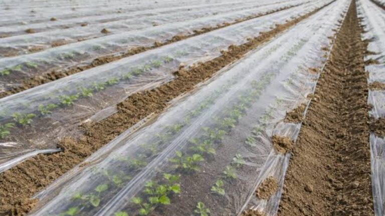 Transparent Mulch Film