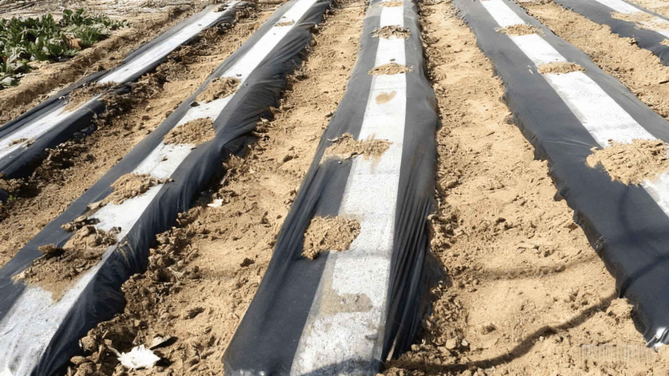 Black Mulch Film Manufacturer for Garlic Farms