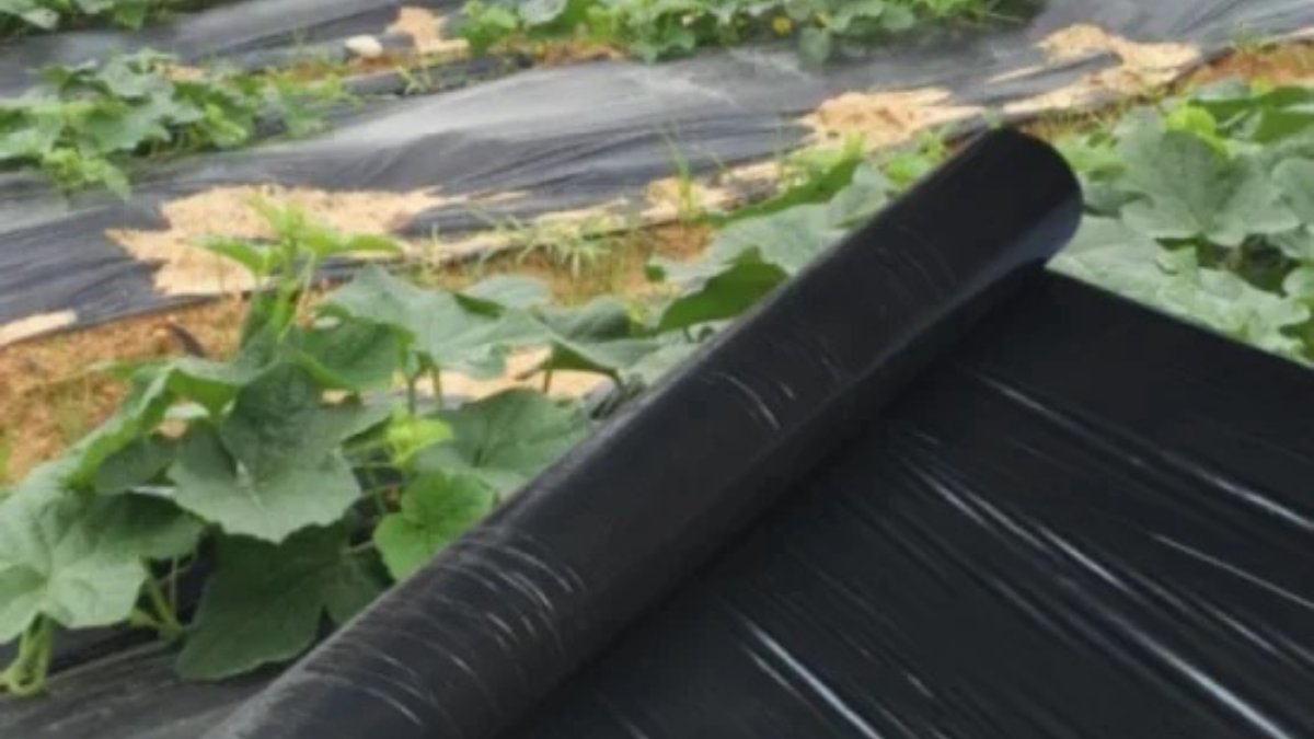 Black Mulch Film