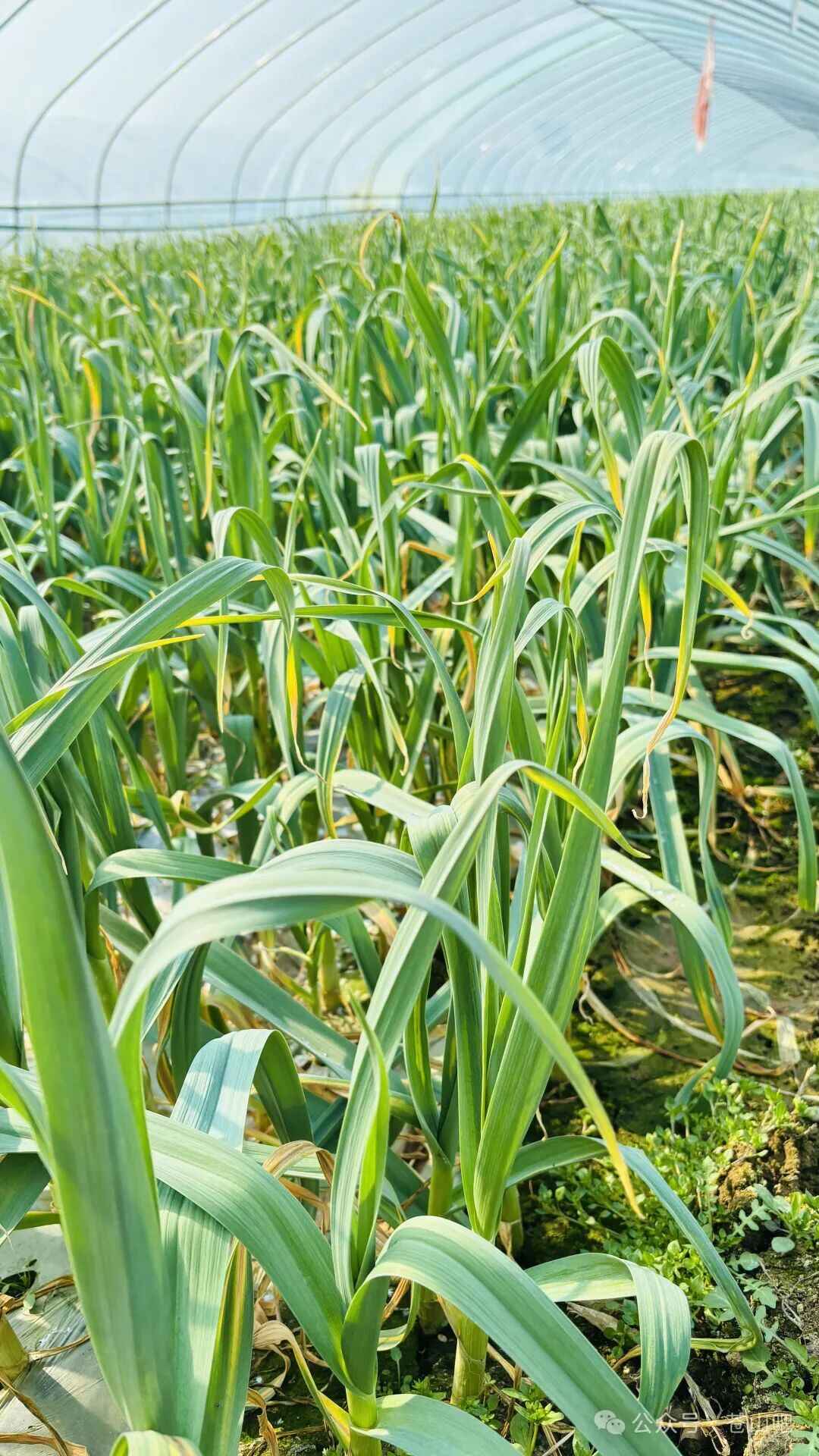 Garlic Farms