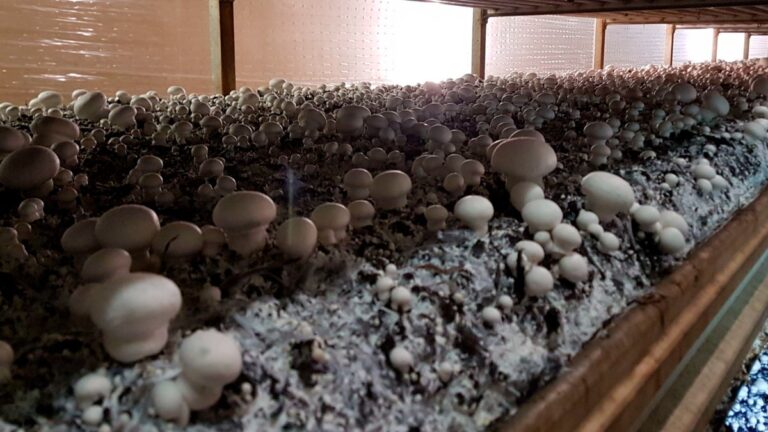 PO Greenhouse Film Manufacturer for Mushroom Cultivation | Managing Humidity, Condensation and Growing Conditions 1 PO Greenhouse Film