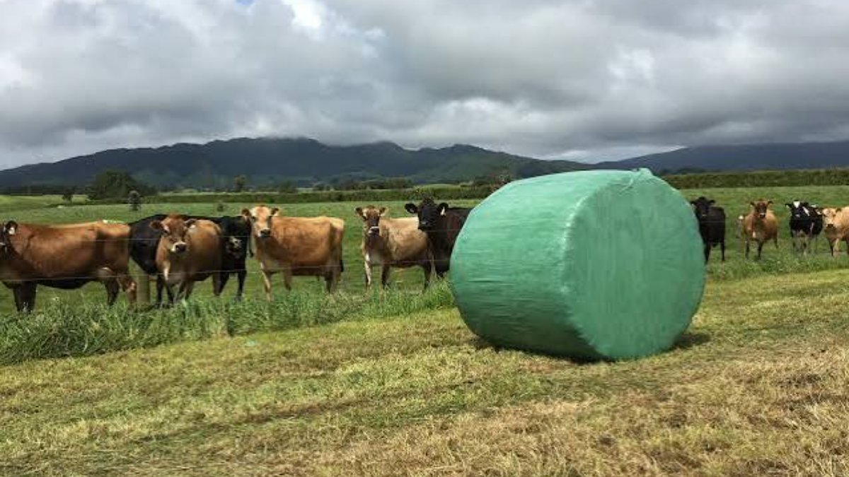 Silage Film