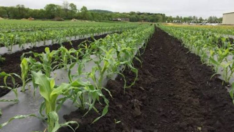 Transparent Mulch Film