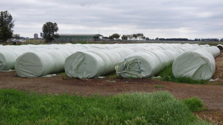 Silage Film Manufacturer for Large Dairy Farms