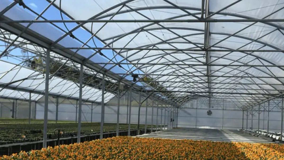 PO Greenhouse Film Supplier for Flower Growers 