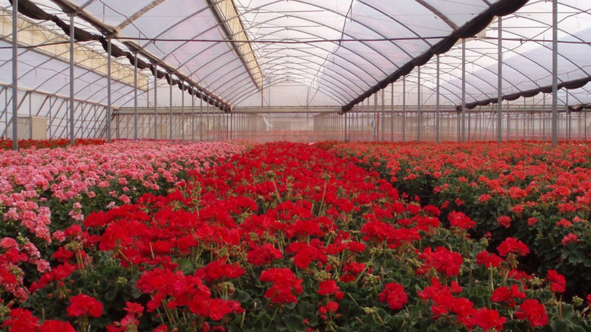 PO Greenhouse Film Supplier for Flower Growers