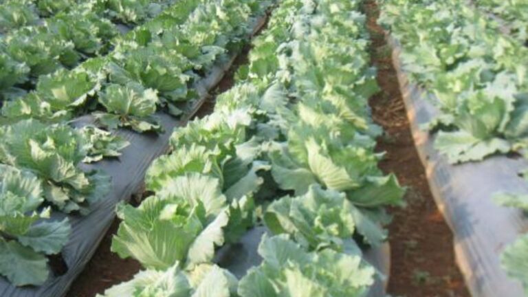Silver Black Mulch Film Wholesale for Cabbage Farms