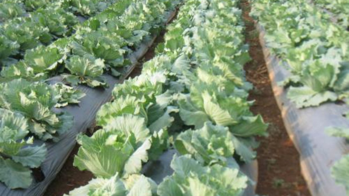 Silver Black Mulch Film Wholesale for Cabbage Farms