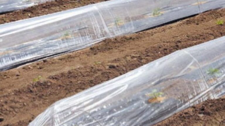 Transparent Mulch Film Supplier for Early-Season Potato Farms