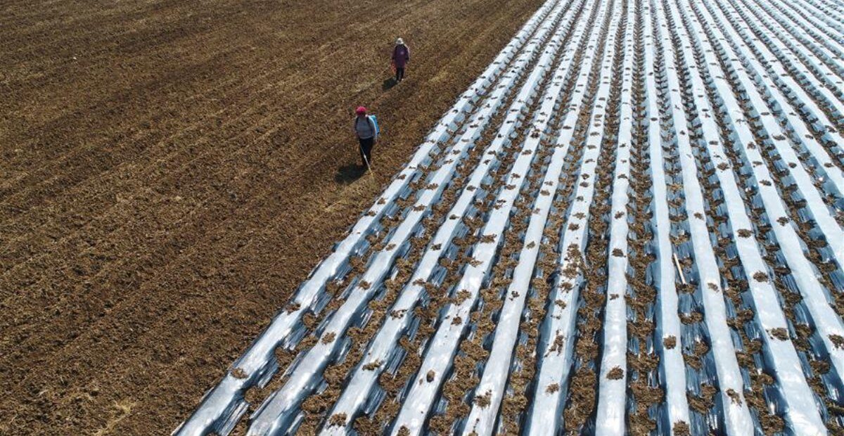 Transparent Mulch Film Supplier for Early-Season Potato Farms