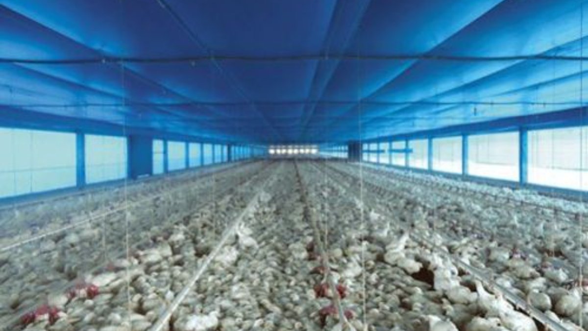 HDPE Shade Net Supplier for Poultry and Livestock Farms | Cooling Large Outdoor Housing Areas 2 HDPE Shade Net Supplier for Poultry and Livestock Farms