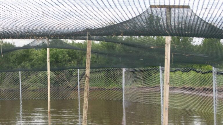 Anti-Bird Net Manufacturer for Fish and Shrimp Farms | Large-Mesh Protection for Aquaculture Ponds 3 Anti-Bird Net Manufacturer for Fish and Shrimp Farms