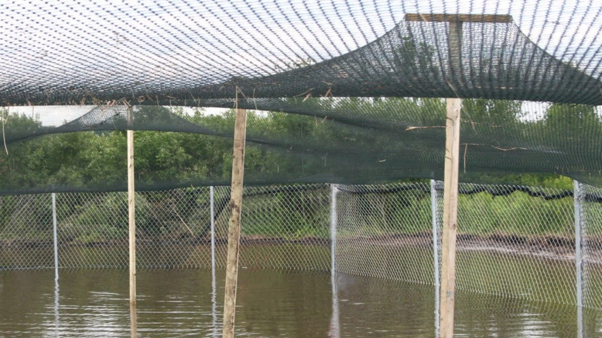 Anti-Bird Net Manufacturer for Fish and Shrimp Farms