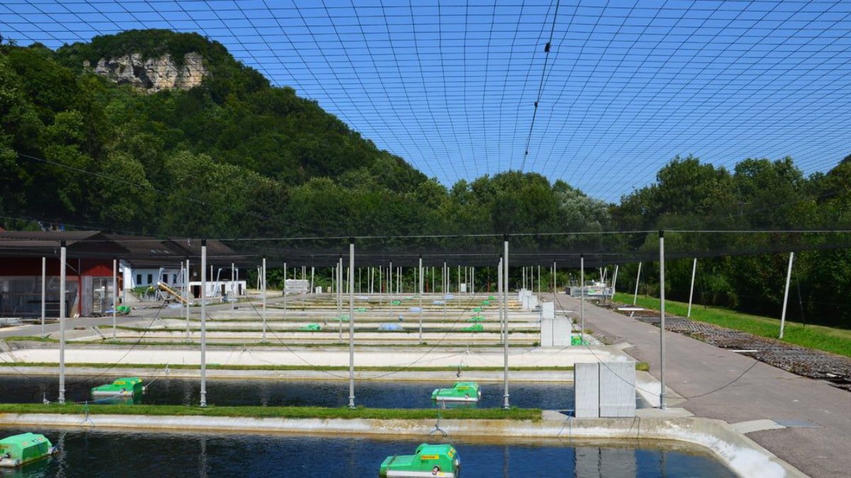 Anti-Bird Net Manufacturer for Fish and Shrimp Farms