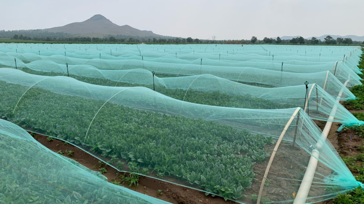 Anti-Insect Net Manufacturer for Organic Vegetable Farms | Physical Pest Control with Less Pesticide Use 2 Anti-Insect Net Manufacturer for Organic Vegetable Farms | Physical Pest Control with Less Pesticide Use