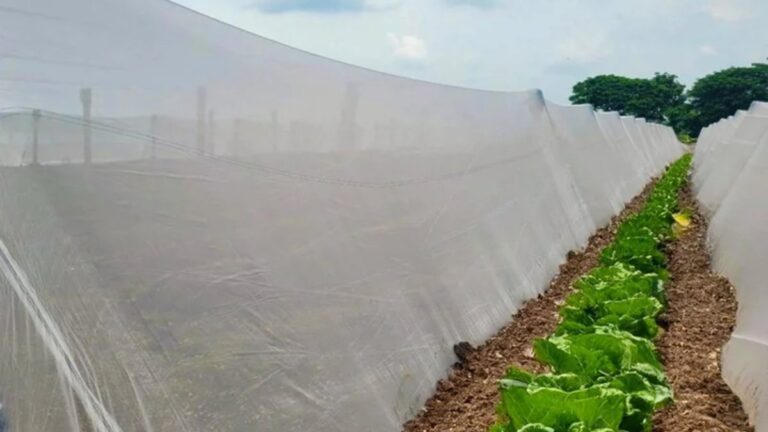 Anti-Insect Net Manufacturer for Organic Vegetable Farms | Physical Pest Control with Less Pesticide Use 1 Anti-Insect Net Manufacturer for Organic Vegetable Farms | Physical Pest Control with Less Pesticide Use