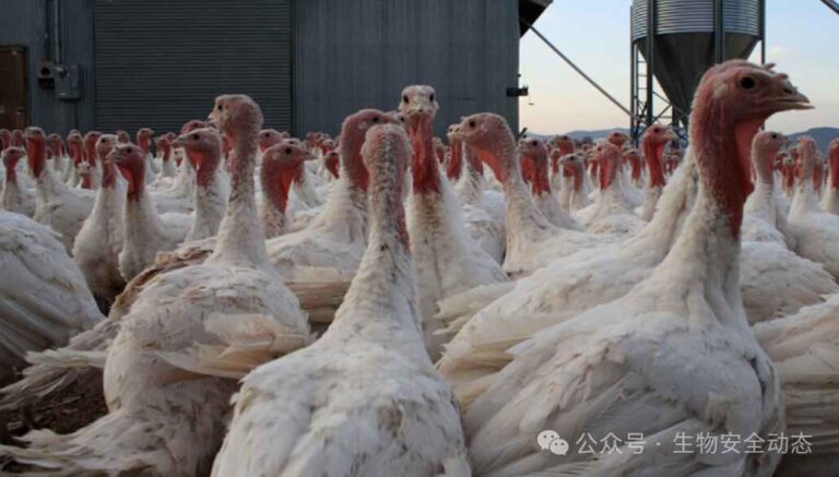 Greenhouse Film for Turkey Farms | Durable Covering for Large Poultry Houses 4 Greenhouse Film for Turkey Farms